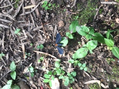 Melanchroia chephise