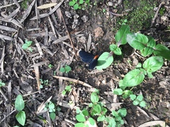 Melanchroia chephise