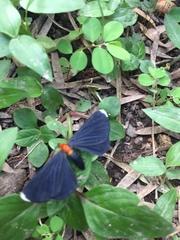 Melanchroia chephise