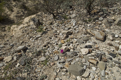 Pelecyphora strobiliformis