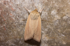 Mythimna oxygala