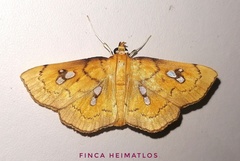 Cacographis osteolalis