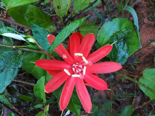 Image of Passiflora coccinea by (c) Guillaume Delaitre, some rights reserved (CC BY)