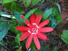 Passiflora coccinea