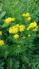 Descurainia tanacetifolia