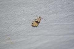 Cobubatha lixiva