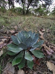 Agave guadalajarana