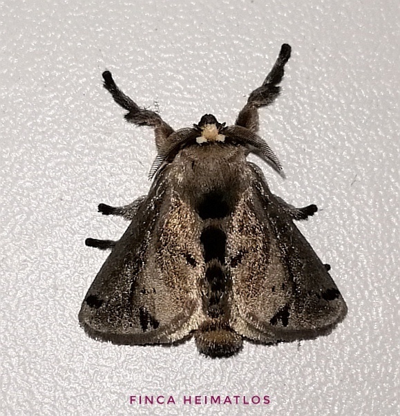 Perola cilipes
