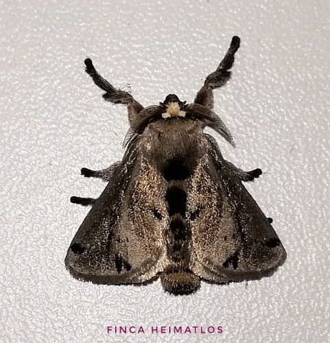 Perola cilipes