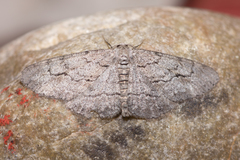 Stenoporpia pulmonaria
