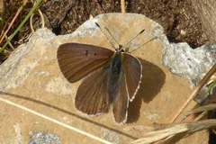 Lycaena tityrus subalpina