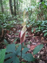 Anaphyllopsis americana