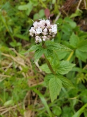 Valeriana sitchensis