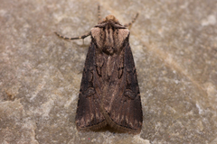 Agrotis volubilis