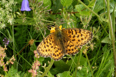 Boloria titania
