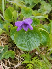 Viola langsdorffii