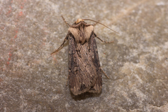 Agrotis volubilis