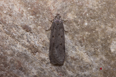 Glyphidocera