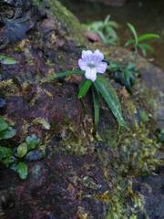 Ruellia longifolia