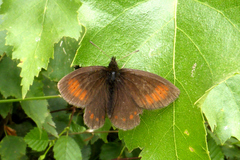 Erebia epiphron