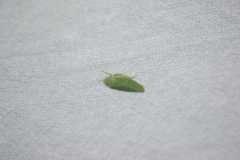 Rugosana