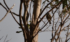 Melithreptus validirostris