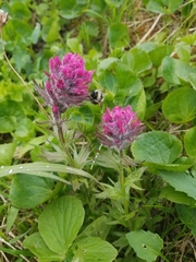Castilleja parviflora parviflora