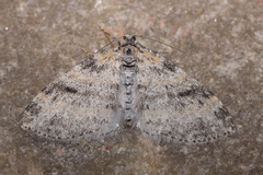 Lobophora