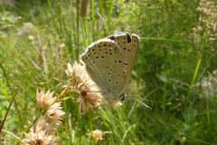 Lycaena tityrus subalpina
