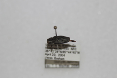 Chrysobothris quadriimpressa