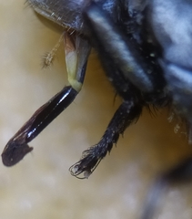 Miltogramma punctata