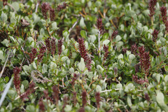 Salix fuscescens