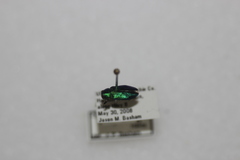 Chrysobothris harrisi