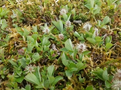 Salix stolonifera