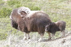 Ovibos moschatus