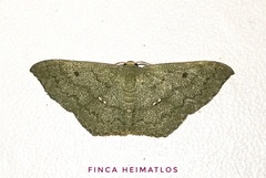 Zalissolepis subviolaria