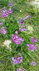 Primula latifolia