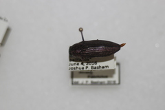 Buprestis striata