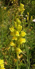 Linaria