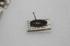 Buprestis maculipennis