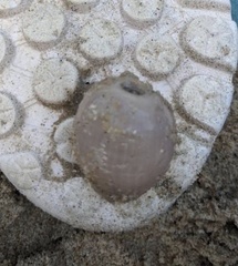 Paranthus rapiformis
