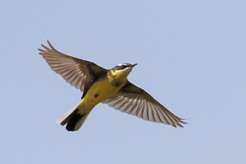 Eastern Yellow Wagtail