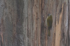 Nesoptilotis flavicollis