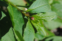 Henosepilachna vigintisexpunctata