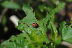 Henosepilachna vigintisexpunctata