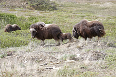 Ovibos moschatus