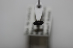 Mastogenius crenulatus
