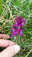 Dactylorhiza traunsteineri