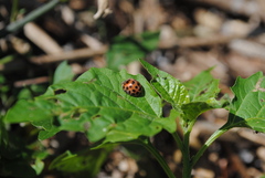 Henosepilachna vigintisexpunctata