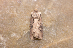 Agrotis volubilis